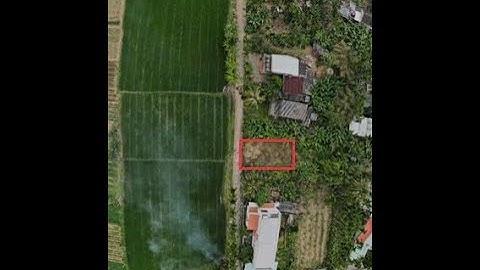 Sốc 1 lô Hàng Sụp Hội An VIEW LÚA