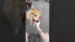 Sunshine + some @thefarmersdog frozen enrichment = the best evening ever 😎  #fosterdog #adopteddog