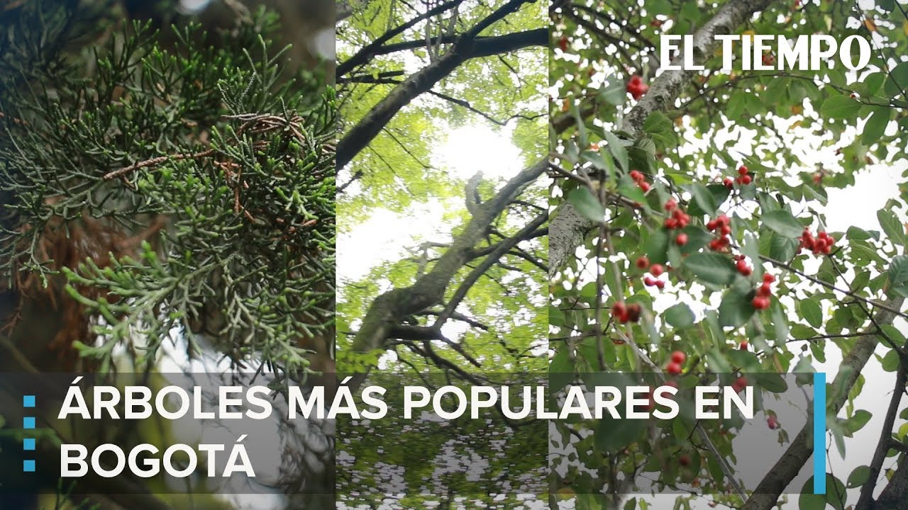 Aprenda a reconocer los 7 árboles más populares de Bogotá | EL TIEMPO