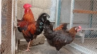 Amazing rooster crowing sounds in the farm village 🐓🐔 #birds #chicken