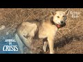 Lost Hunting Dog Tore Her Leg Escaping From A Trap To Give Birth | Animal in Crisis EP90