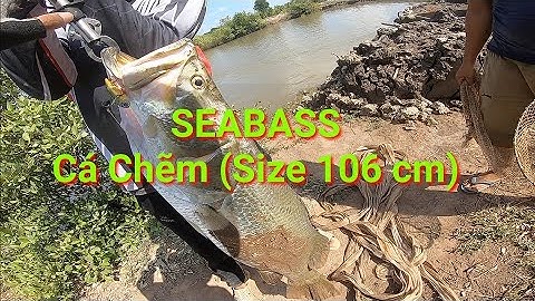 Cận Cảnh Tiền Bối Câu Cá Chẽm Cá Vượt Khủng Hơn 1 Mét Fishing seabass