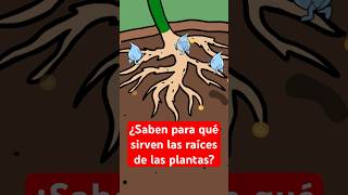 Las partes de la planta #raíces #plantas #ecologia #videosparaniños #videoseducativos #trending Las partes de la planta #raíces #plantas #ecologia #videosparaniños #videoseducativos #trending