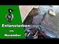 Düsseldorf: Entensterben im November - Tiernotruf #232