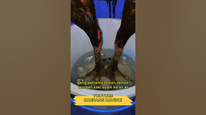 Cara mengobati ayam tedun atau turun urat #ayam #ayambangkokindonesia