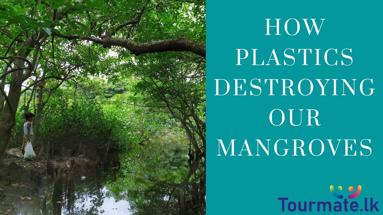 How plastics are destroying our mangroves?