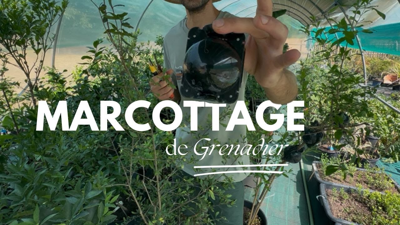 Marcottage Grenadier | Comment multiplier le grenadier