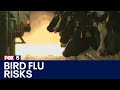 Bird flu risk remains low, FDA says | FOX 5 News