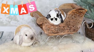 Holiday Vlog | Party with my bunnies and friends 🎄🥳