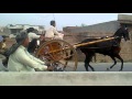 Gujranwala race