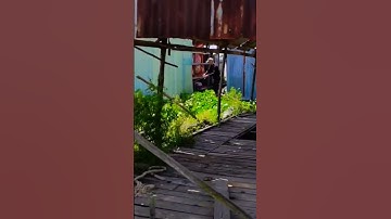 Mùa Câu Cá Lăng #shorts