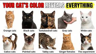 Your Cat's Color Explains Everything About Who They Are!