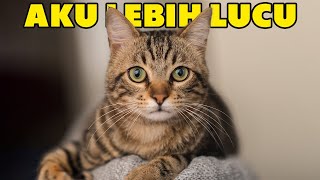 Fakta Unik Kucing Kampung, Ras Kucing Terkuat di Dunia  Fakta Kucing Kampung