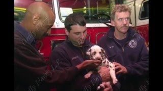 FDNY Dalmatian Twenty Tribute