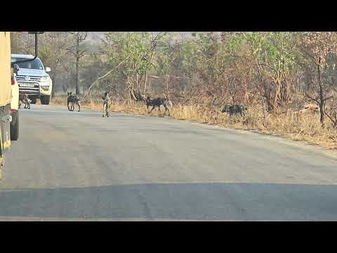 African wild dogs