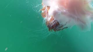 Jellyfish Lion's mane Ireland
