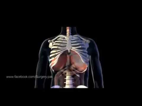Video: ¿Durante qué proceso el diafragma se mueve hacia abajo?