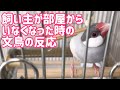 「かわいい」こんなかわいい行動されたら部屋から出れない！文鳥よもぎ　癒し動物　面白い動物