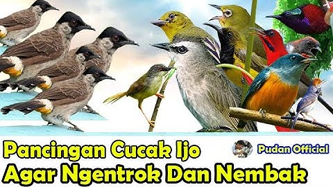 SUARA PIKAT BURUNG KECIL KOMBINASI BURUNG KUTILANG RIBUT