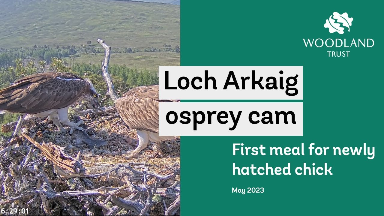 First feeding for newly hatched osprey chick - Loch Arkaig Osprey Cam Highlights