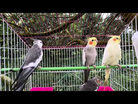Pied Cockatiel Singing Sounds Tono CockatielCalls Natural Song