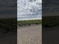 Chateau brane cantenac vineyards   en primeur week 2024 enprimeur margaux branecantenac