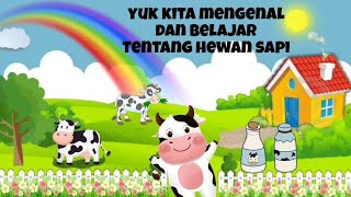 belajar mengenal nama hewan sapi lucu | menghitung jumlah sapi dan manfaatnya