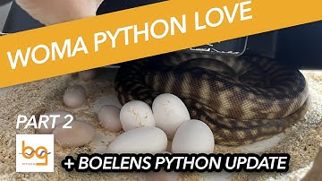 Woma pythons and breeding - part 2 - well we got eggs! + Boelens python update