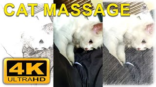 4K Cat Massage Therapy We Hired a New Masseuse in the Town by DogKitty 12 views 2 years ago 1 minute, 58 seconds
