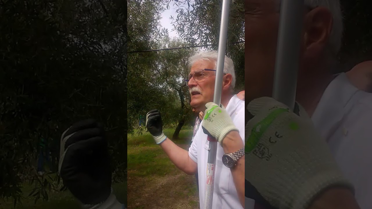 Giogio Pannelli potatura olivo vaso policonico semplificato... il giorno che mi ha convertito!