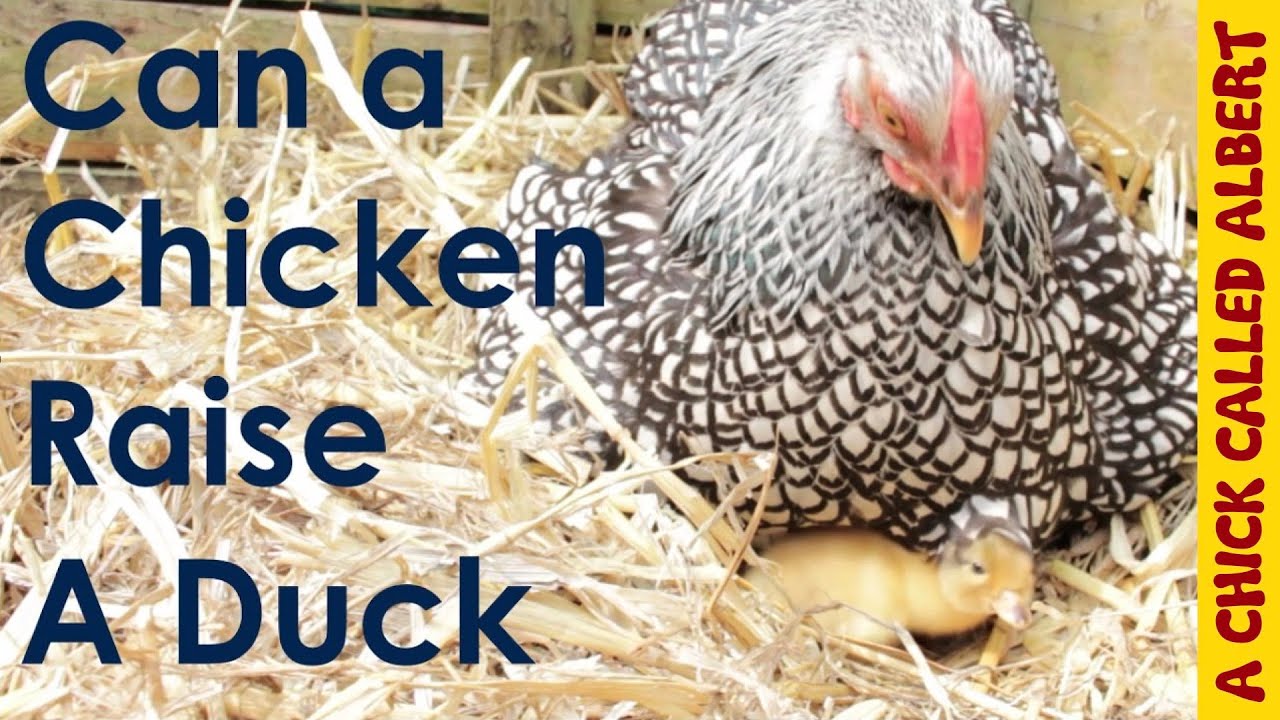 Can a chicken raise a duck?