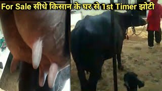 सीधे किसान के घर से 1st Timer झोटी 13 लीटर दूध तैयार Buffalo Avilable For Sale Dairy Farm Talk