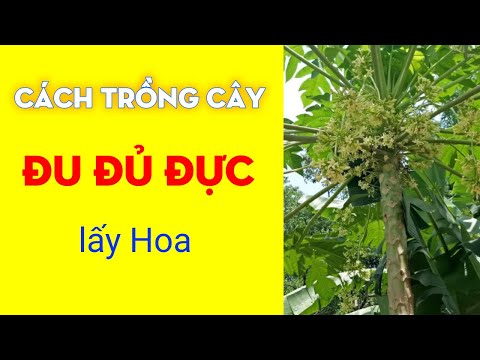Video Cách trồng lấy cây hoa Đu đủ Đực - youtube