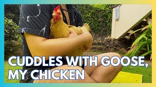 My bougie chicken, GooseyGirl, LOVES to cuddle