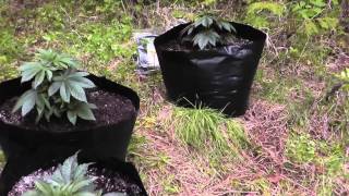 Outdoor Guerilla Grow 2013 Part 1