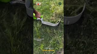 Amazing Grass Harvesting Hedge Trimmer Machine