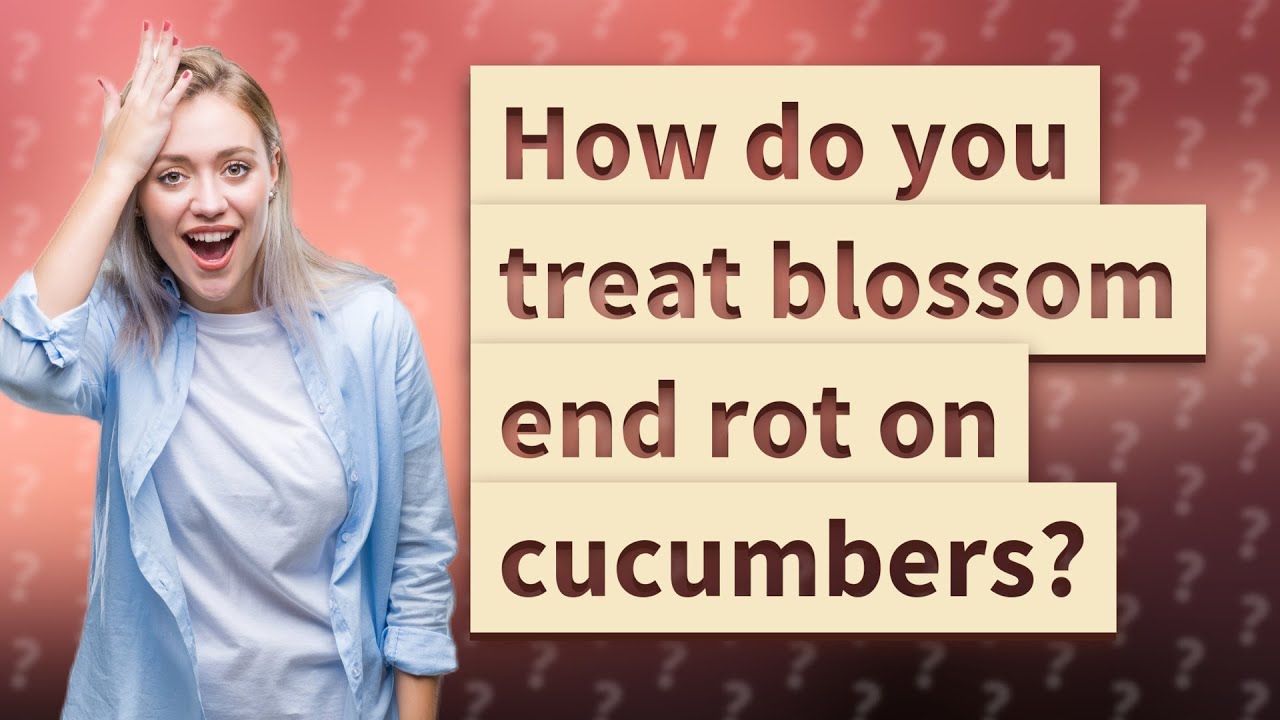 How do you treat blossom end rot on cucumbers? YouTube