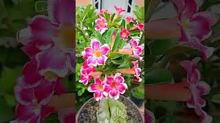 Desert Rose Delight | The Mesmerising Colors Of Adenium Obesum Flowers | #Beautiful #Adenium #Shots