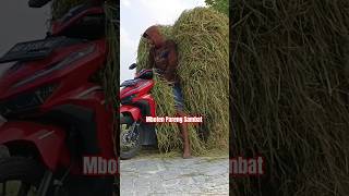 Download Lagu Kerja Sing Semangat Mboten Pareng Sambat #shorts #kombipadi #combisawah MP3