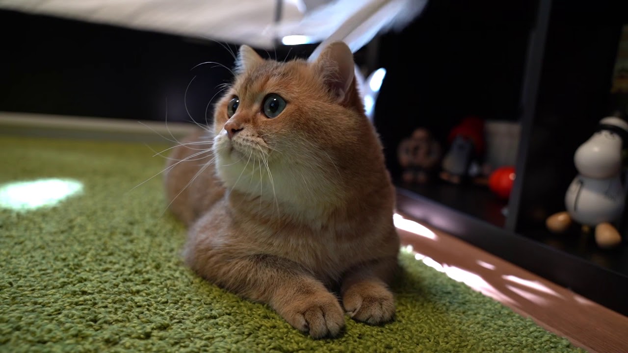 funny cats sleeping in weird positions compilation 2014 funnyplox Magic Goose Feather