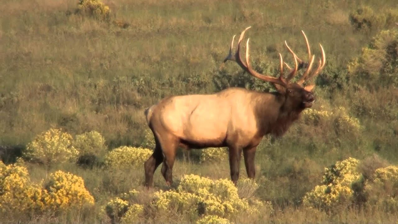 385" Giant Bull Elk - YouTube