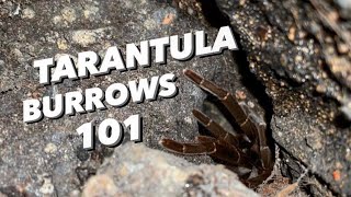 Different Types of Tarantula Burrows | AMAZING !!!