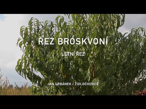 Video: Prořezávání broskví. Podzimní péče o broskve