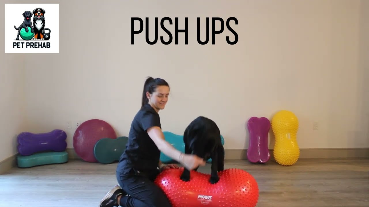 Canine Fitness Exercises Using a Peanut