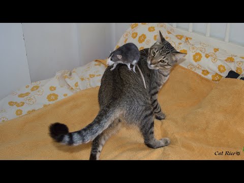Зачем коту нужен хвост