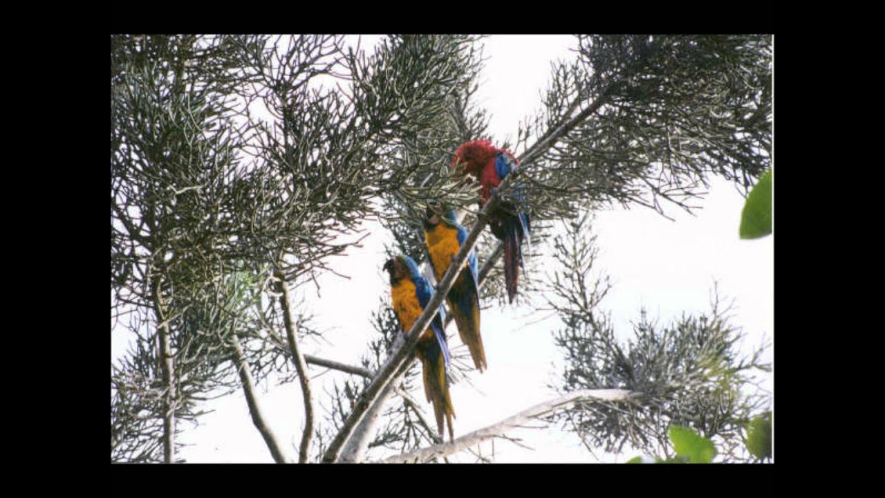 MANUEL ROSADO. Estoy pensando en ti