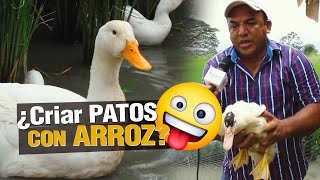 ¿Cómo tener Negocio de Patos y ARROZ al mismo TIEMPO?? 🌾🦆