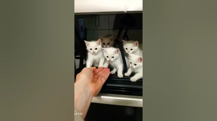 Watch the video about IN OVEN LIFE #**** #cat #indonesia #pets #catlovers #funny #animals #kitten #kitty #kidsvideo #usa
