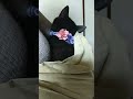 スリング【抱っこ紐】が気に入った黒猫の顔が…