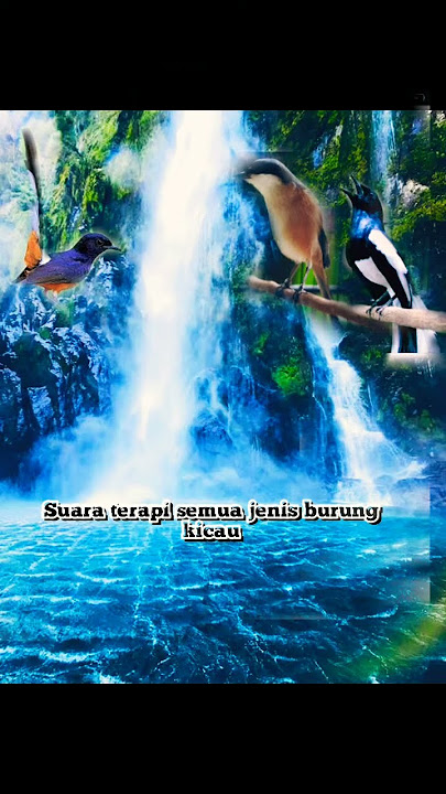 terapi segala burung, burung mabung,stres berat, Dan untuk terapi burung supaya Kembali figter
